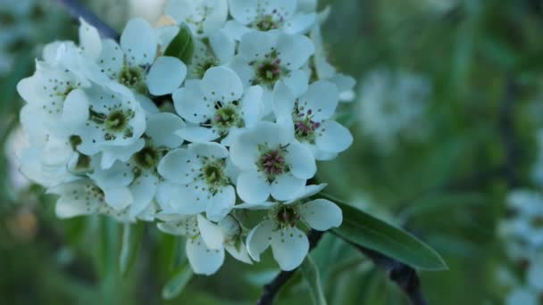 Blommande Äppelträd Vårträdgården Vita Vårblommor Trädgrenar — Stockvideo