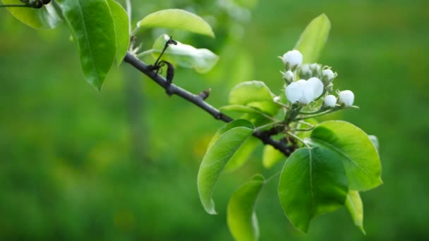 Manzano Floreciente Jardín Primavera Flores Blancas Primavera Ramas Árboles — Vídeos de Stock