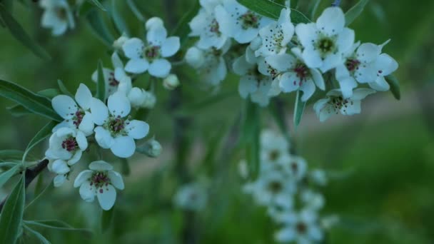 Kwitnąca Jabłoń Wiosennym Ogrodzie Białe Wiosenne Kwiaty Gałęziach Drzew — Wideo stockowe