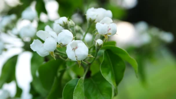 Ανθισμένη Μηλιά Στον Ανοιξιάτικο Κήπο Λευκά Ανοιξιάτικα Λουλούδια Κλαδιά Δέντρων — Αρχείο Βίντεο
