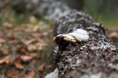 Moss, mantar raf mantar ve pla ile büyümüş çürümesi günlüğü