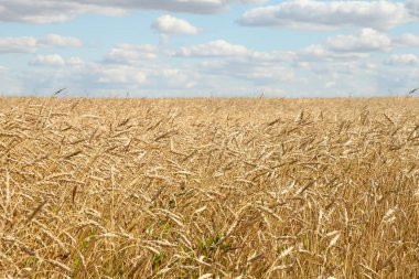 Sahada - tahıl altın başkanları sert büyüyen buğday th içinde Parlatıcı