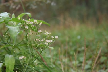 Küçük karahindiba tohum çiçeği ormandaki ve kabarık. 
