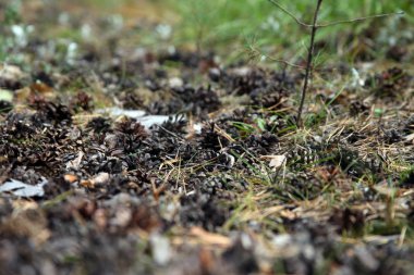 Koniler yalan yere çam iğneleri arasında ortaya. 