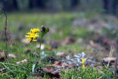 Aposeris foetidus - büyüyen küçük vahşi sarı çiçekler için
