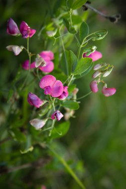 Ormanda - pembe çiçekler uzun sapları üzerinde büyüyen kuş Fiğ.