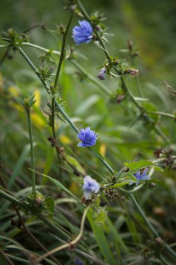 Ormanda - mavi çiçekler uzun sapları üzerinde büyüyen hindiba.