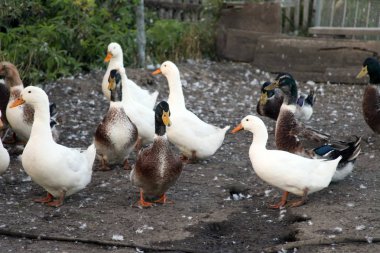 Evcil ördekler - beyaz kuşlar bahçede. Kameraya bakarak.
