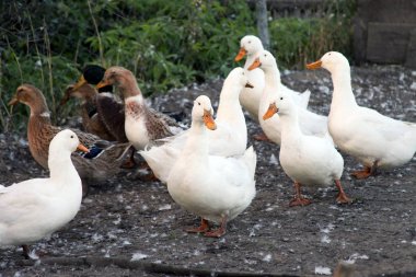 Evcil ördekler - beyaz kuşlar bahçede. Kameraya bakarak.
