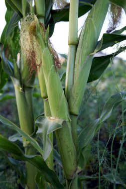 Bir çalı üzerinde büyüyen - hasat Mısır koçanı. 