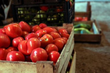 Mezarda - kırmızı domates hasat. 