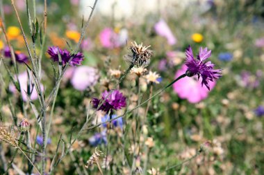 Peygamber - narin çiçekler doğa üzerinde çiçek.