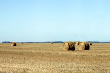Alan çiftlik - buğday hayalarına kesmek sonra kurur. Hasat.