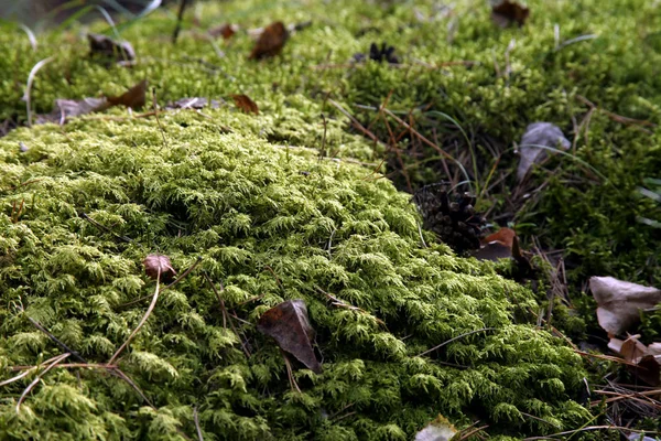 Hylocomium splendens - пушистая зеленая муха, растущая в лесу — стоковое фото