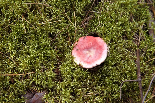 Russula mushroom growing in the green moss in the forest. — Stock Photo, Image