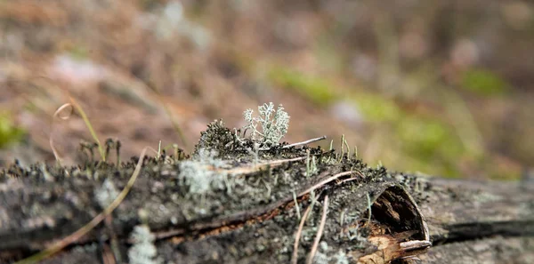 Lichens - Madera pequeña cubierta de musgo verde . — Foto de Stock