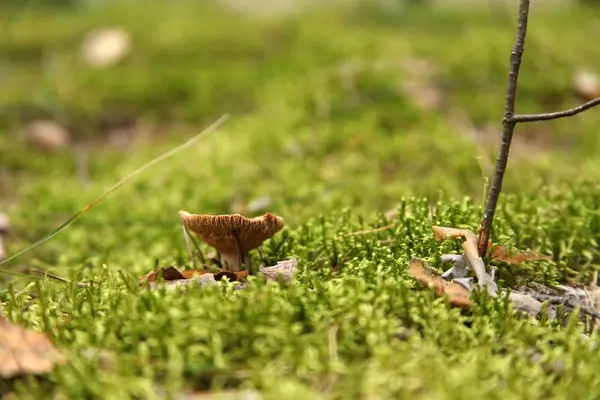 Cogumelo agárico branco crescendo no musgo verde na floresta . — Fotografia de Stock