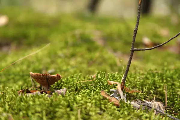 Cogumelo agárico branco crescendo no musgo verde na floresta . — Fotografia de Stock