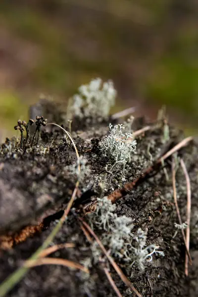 Lavar - trä liten bevuxen med grön mossa. — Stockfoto