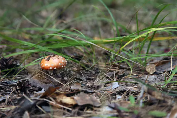 Amanita paddenstoel groeit in droge bladeren en dennennaalden in een fores — Stockfoto