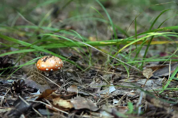 Cogumelo Amanita cresce em folhas secas e agulhas de pinheiro em um poros — Fotografia de Stock