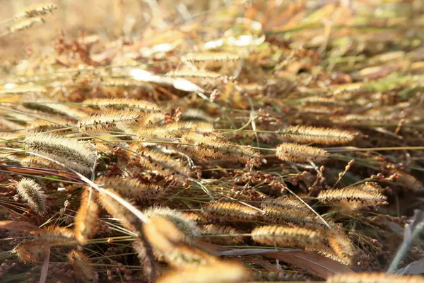 Millet dans les pointes poussant sur le terrain - récolte . — Photo