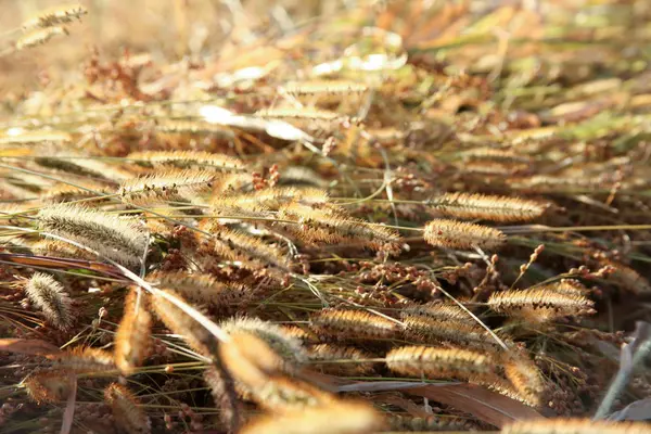 Millet in the spikes growing on the field - harvesting. — Stock Photo, Image