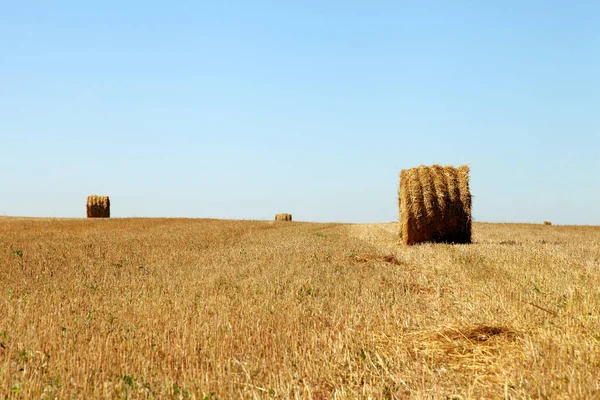 Field Farm - wheat dries in balls after cutting. Harvest. — Stock Photo, Image