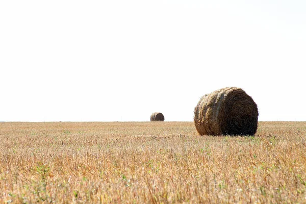 Veld Farm - tarwe droogt in ballen na het uitsnijden. Oogst. — Stockfoto