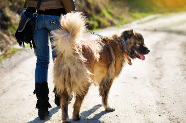 Kafkas çoban köpeği ile oynayan kız sonbahar