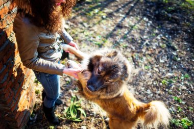 Kafkas çoban köpeği ile oynayan kız sonbahar
