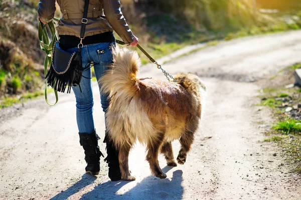 Girl playing with Caucasian shepherd dog, autumn — Stock Photo, Image