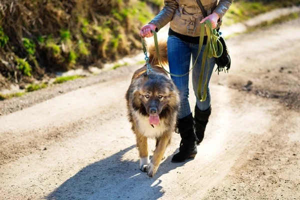 Girl playing with Caucasian shepherd dog, autumn — Stock Photo, Image