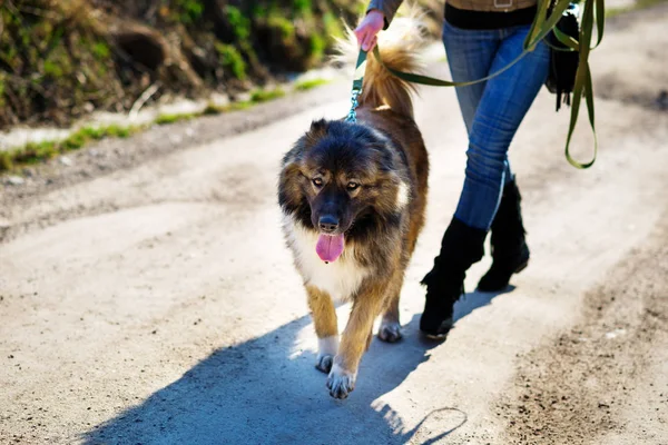 Kafkas çoban köpeği ile oynayan kız sonbahar