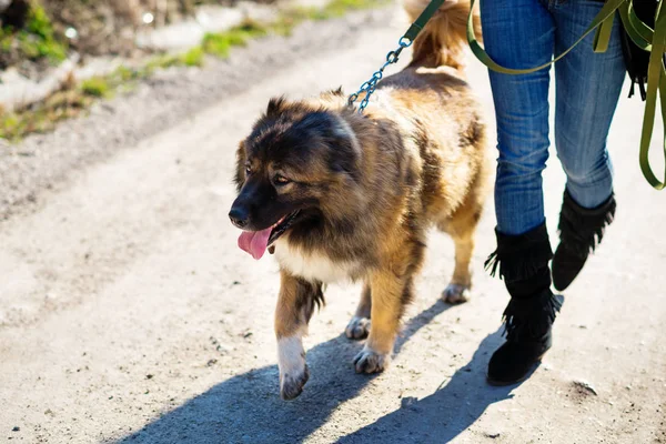 Girl playing with Caucasian shepherd dog, autumn — Stock Photo, Image