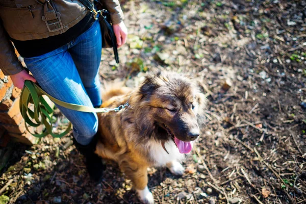 Chica jugando con el perro pastor caucásico, otoño — Foto de Stock