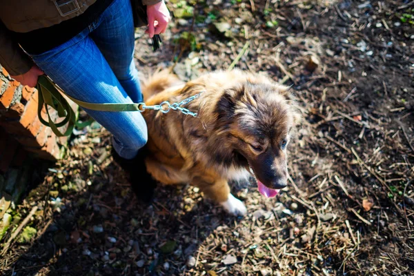 Fille jouer avec chien de berger caucasien, automne — Photo
