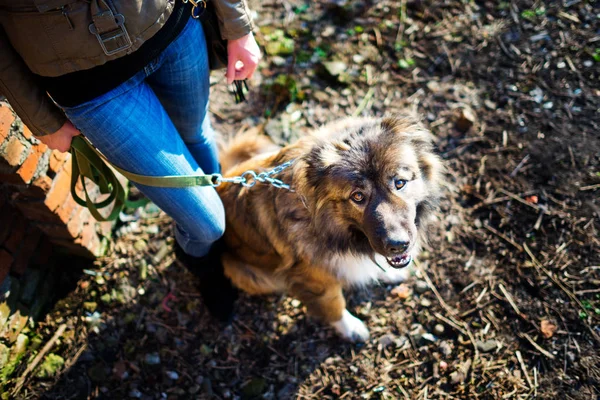 Ragazza che gioca con il cane pastore caucasico, autunno — Foto Stock