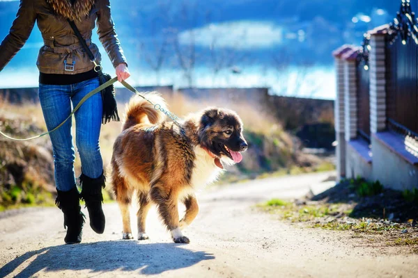 Girl playing with Caucasian shepherd dog, autumn — Stock Photo, Image