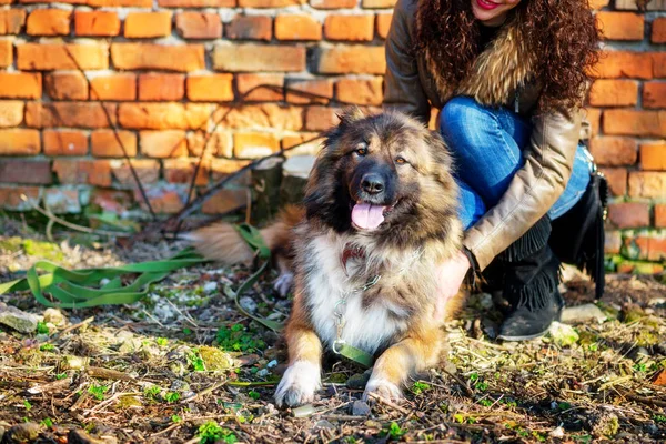 Girl playing with Caucasian shepherd dog, autumn — Stock Photo, Image