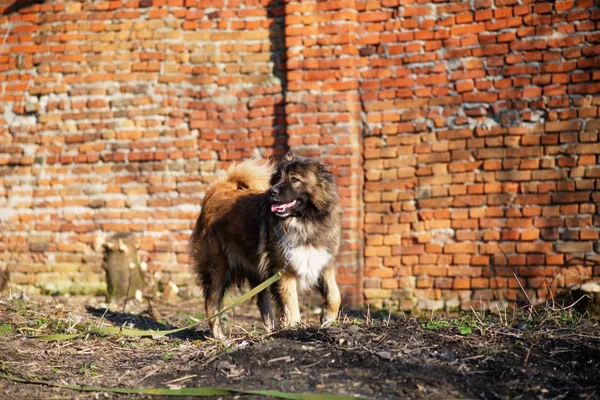 Caucasico pastore cane esterno ritratto — Foto Stock