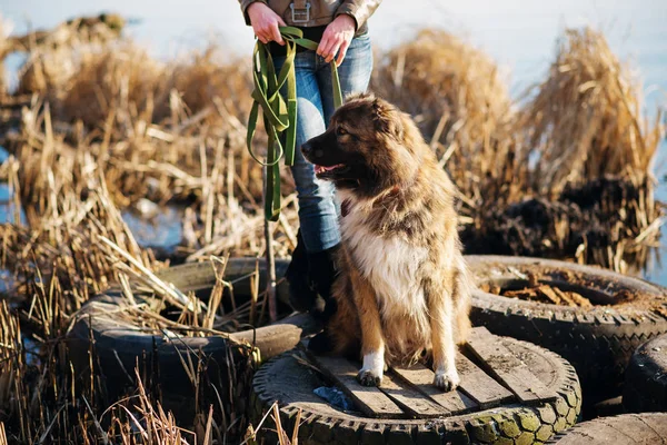 Girl playing with Caucasian shepherd dog, autumn — Stock Photo, Image