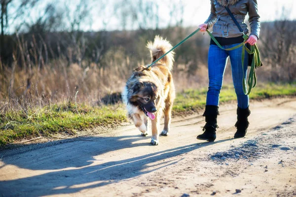 Caucasian shepherd dog outdoor exterior portrait — Stock Photo, Image