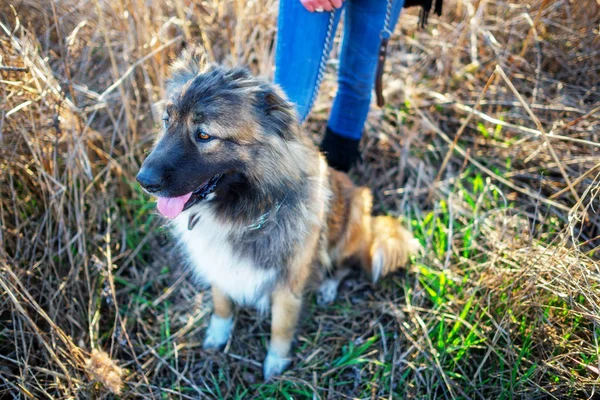 Ragazza che gioca con il cane pastore caucasico, autunno — Foto Stock