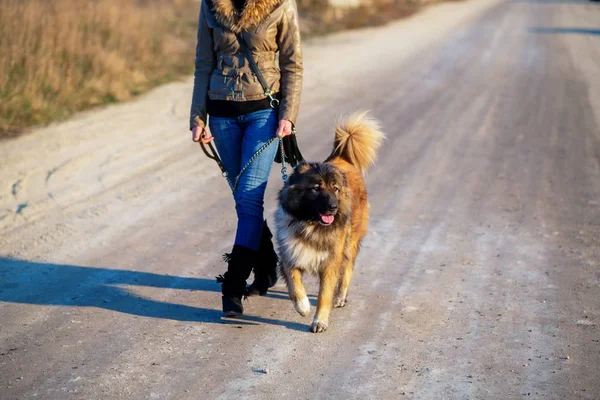 Girl playing with Caucasian shepherd dog, autumn — Stock Photo, Image