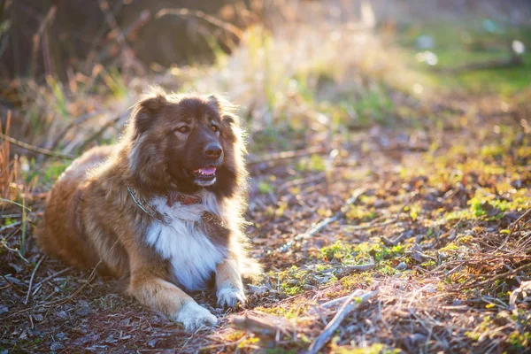 Caucasian shepherd dog outdoor exterior portrait