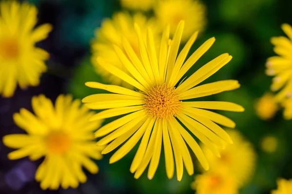 Soft-focus close-up of yellow flowers — Stock Photo, Image