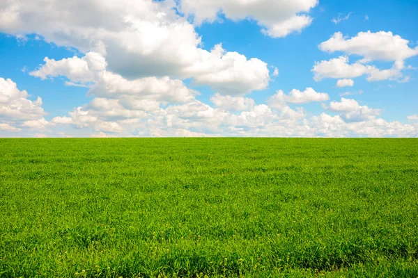 Groen gras en een blauwe hemel met witte wolken — Stockfoto