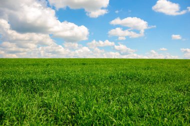 yeşil çim ve mavi gökyüzü beyaz bulutlar ile