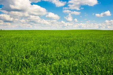 Green grass and blue sky with white clouds clipart